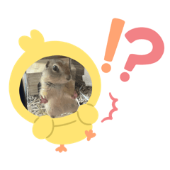 [LINEスタンプ] 可愛い動物たちのスタンプ❣️