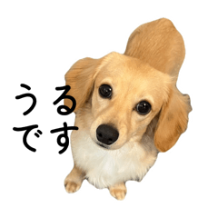 [LINEスタンプ] ちわっくすのうるです。part1