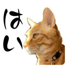 [LINEスタンプ] ちゃーくんからパパへ5