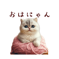 [LINEスタンプ] かわいい猫の毎日メッセージ