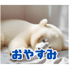 [LINEスタンプ] リアル☆温暖化に耐る白子熊パンダスタンプ