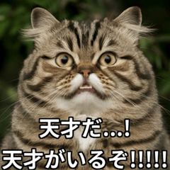 [LINEスタンプ] ちょっと太ってる猫