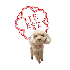 [LINEスタンプ] ちまちゃんLINEスタンプ