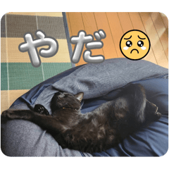 [LINEスタンプ] 断るぐーたら猫