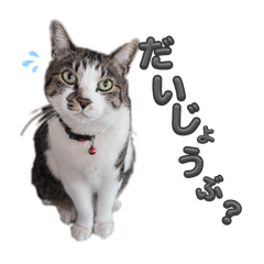 [LINEスタンプ] れおちゃんをスタンプにしました2