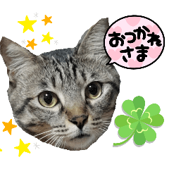 [LINEスタンプ] キジねこ めい様がゆく！②
