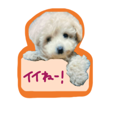 [LINEスタンプ] ティーカッププードルのトイちゃん