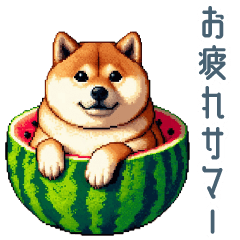 [LINEスタンプ] 夏のスイカ柴犬【日常・毎日つかえる】