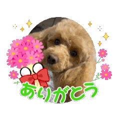 [LINEスタンプ] 愛犬 ココちゃん