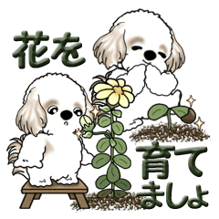 [LINEスタンプ] シーズー犬 『花を育てよう』いつもの言葉