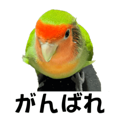 [LINEスタンプ] コザクラインコのうめちゃん1