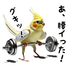 [LINEスタンプ] 毎日使えるオカメインコのスタンプ2