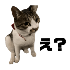 [LINEスタンプ] しゃけミーム1