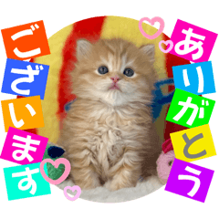 [LINEスタンプ] ねこまーちフェイバリットレッドプリンセス