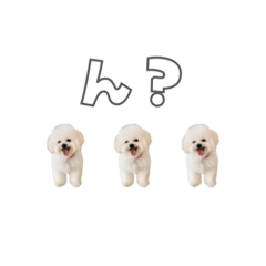 [LINEスタンプ] 【使いやすい】可愛いビションフリーゼ