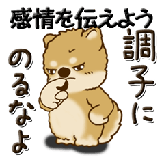 [LINEスタンプ] 柴犬・茶色い犬 『感情を伝えよう』