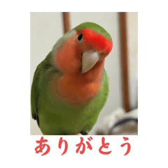 [LINEスタンプ] コザクラインコのうめちゃん3−1