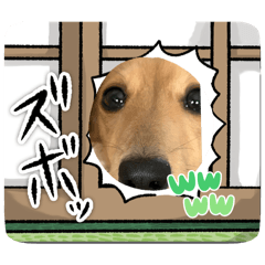 [LINEスタンプ] ダックスはなの日記