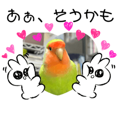 [LINEスタンプ] コザクラインコのうめちゃん5