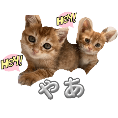 [LINEスタンプ] 子猫のレクとサス