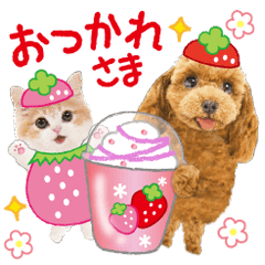 [LINEスタンプ] かわいい犬たち❤️モグいちご❤️プードル