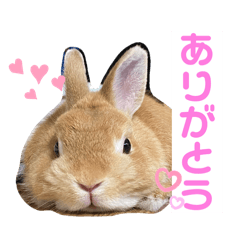 [LINEスタンプ] 我が家の実写うさぎ