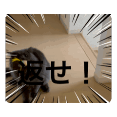 [LINEスタンプ] ABC cats and don'tdogs