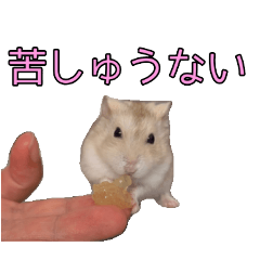 [LINEスタンプ] カコFOREVER