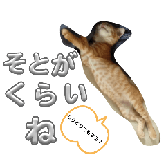 [LINEスタンプ] 猫のレクとサス 〜梅雨バージョン〜