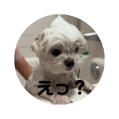 [LINEスタンプ] うごくもち