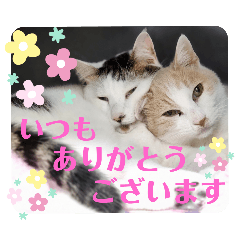 [LINEスタンプ] 信州猫日和からご挨拶スタンプ