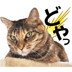 [LINEスタンプ] 猫日和からオノマトペ