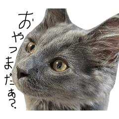 [LINEスタンプ] 長毛こねこちゃん「わさび」