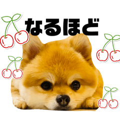 [LINEスタンプ] ポメラニアンのモアち