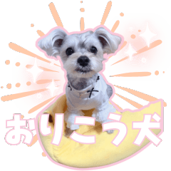 [LINEスタンプ] チャホちゃん_202407
