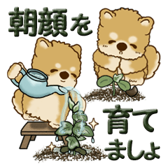 [LINEスタンプ] 柴犬・茶色い犬 『朝顔を育てましょう』