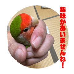 [LINEスタンプ] コザクラインコのうめちゃん6