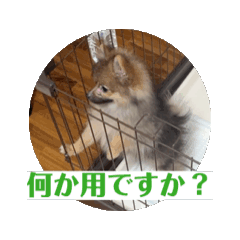 [LINEスタンプ] ポメラニアンのポン太くんの日常