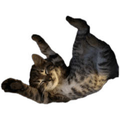 [LINEスタンプ] 海鮮猫の日常2