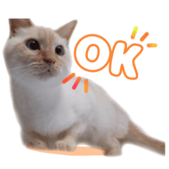[LINEスタンプ] オス猫きなこの日常〜セレクション〜