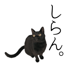 [LINEスタンプ] 黒猫のゆっけ