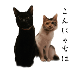 [LINEスタンプ] 三毛猫ラムちゃんと黒猫ジンくん