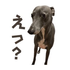 [LINEスタンプ] kuma_20240714190736