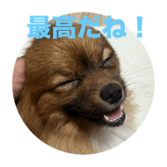 [LINEスタンプ] 我が家の3犬