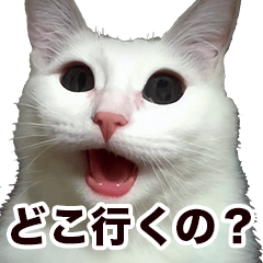 [LINEスタンプ] かまってネコちゃんの画像（メイン）