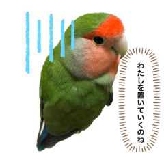 [LINEスタンプ] コザクラインコ ぐーちゃん メンヘラver.