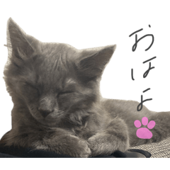 [LINEスタンプ] 長毛こねこちゃん「わさび」1