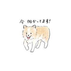 [LINEスタンプ] 雑種犬のイラストスタンプ