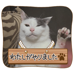 [LINEスタンプ] ねこでダラダラ言わせて