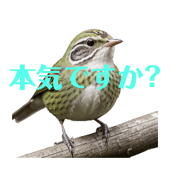 [LINEスタンプ] うぐいす2の画像（メイン）